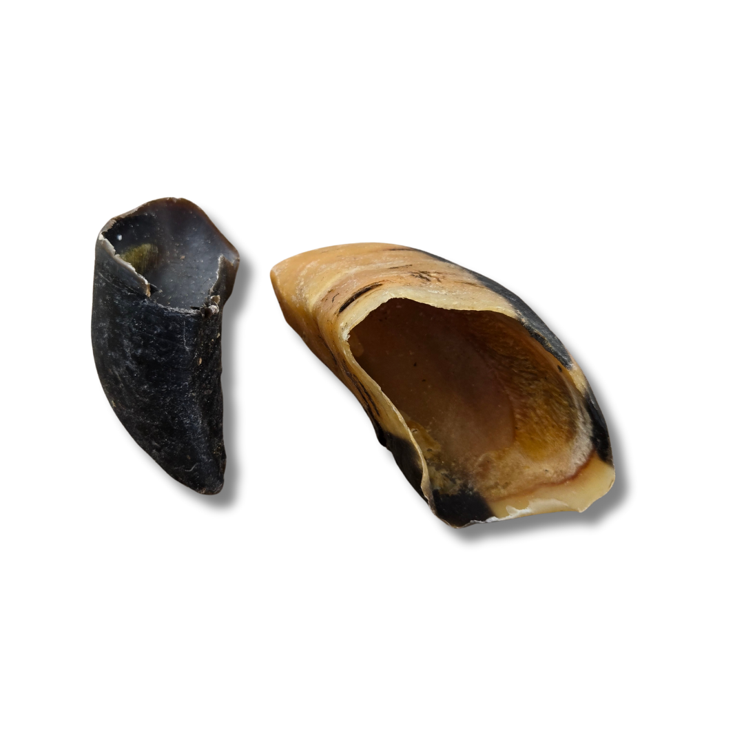 Cow Hooves