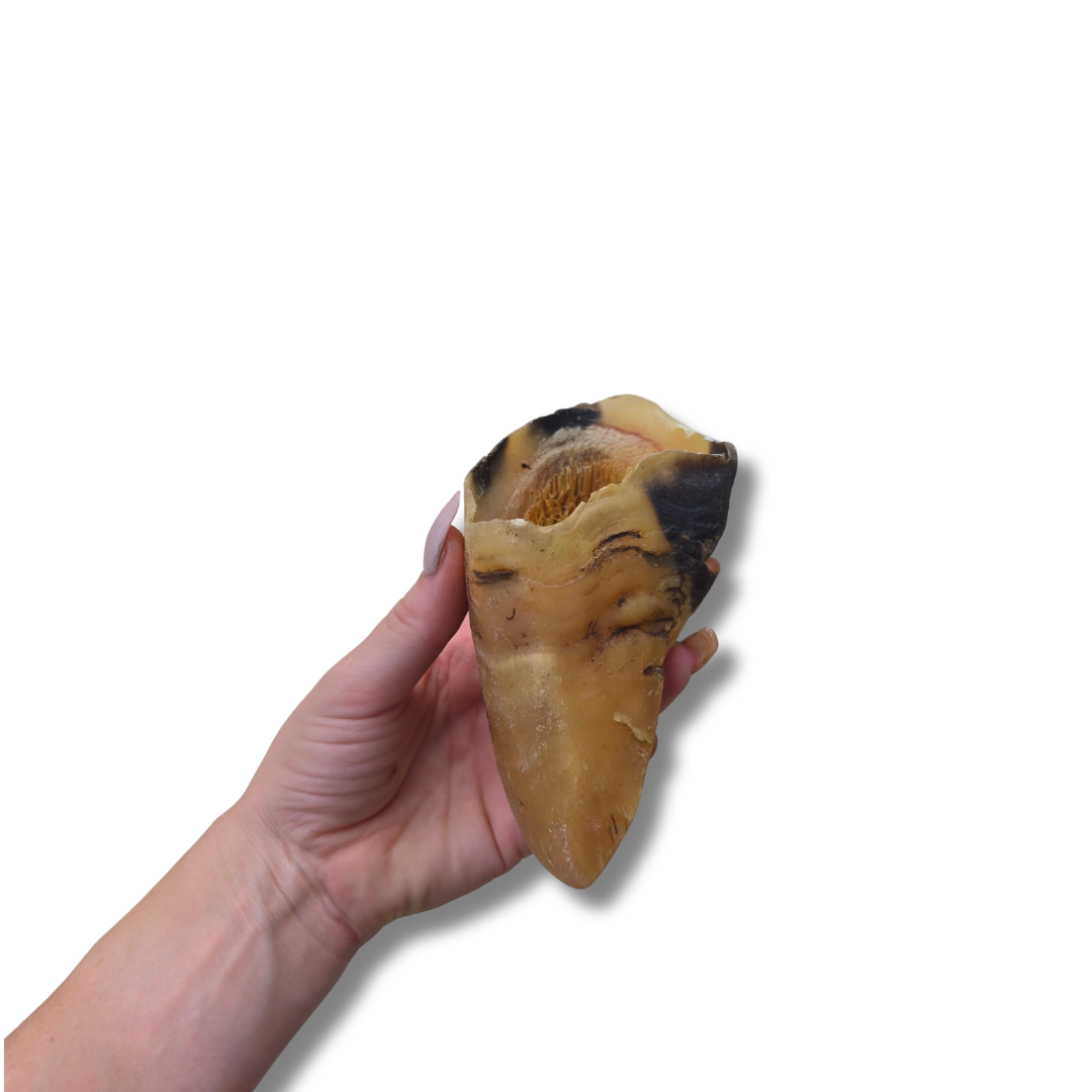 The Power Chewer Pack