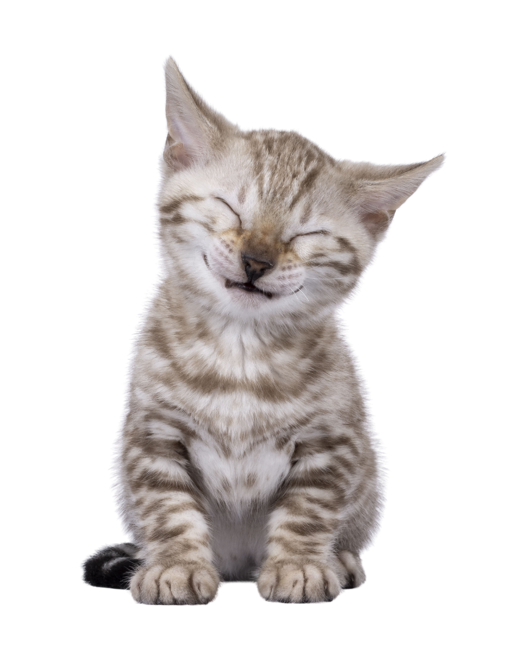 For Cats